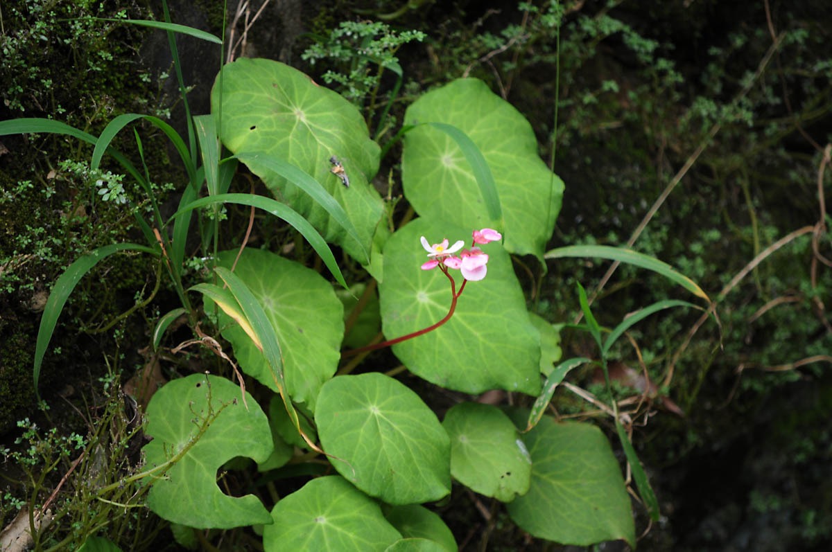 B. elmeri